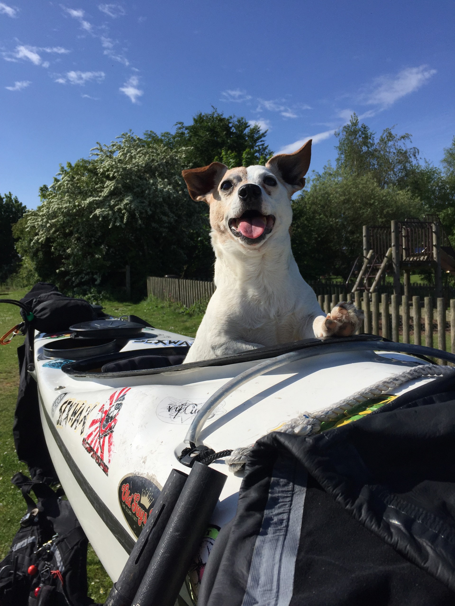 Jack Russell 'Stitch' on the NOMAD Sea Kayaking team.